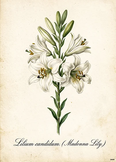 CN24046 papier ryżowy LILIA BIAŁA