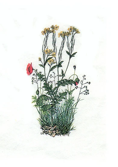 RC008051-A6 Rośliny